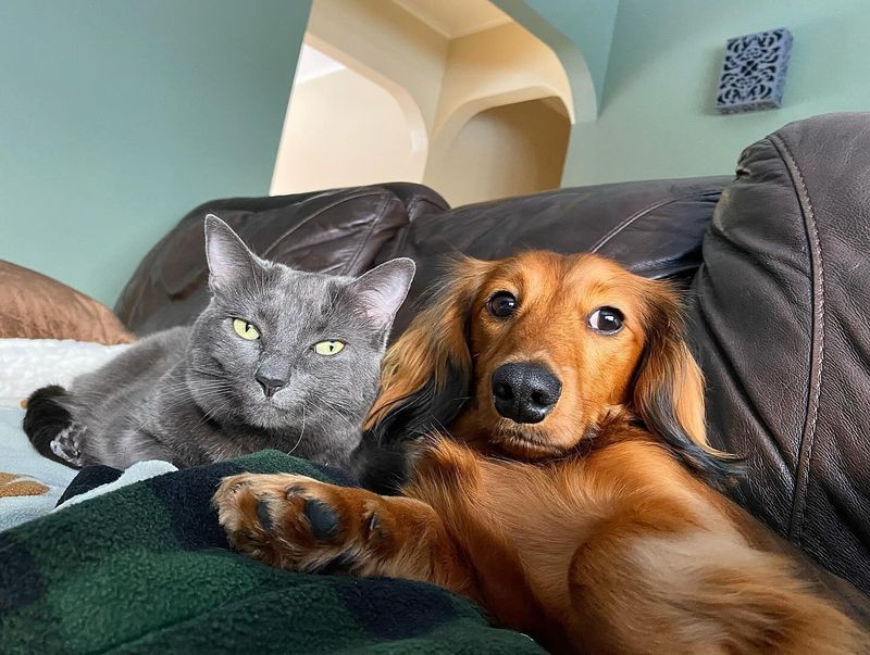 Dachshund
