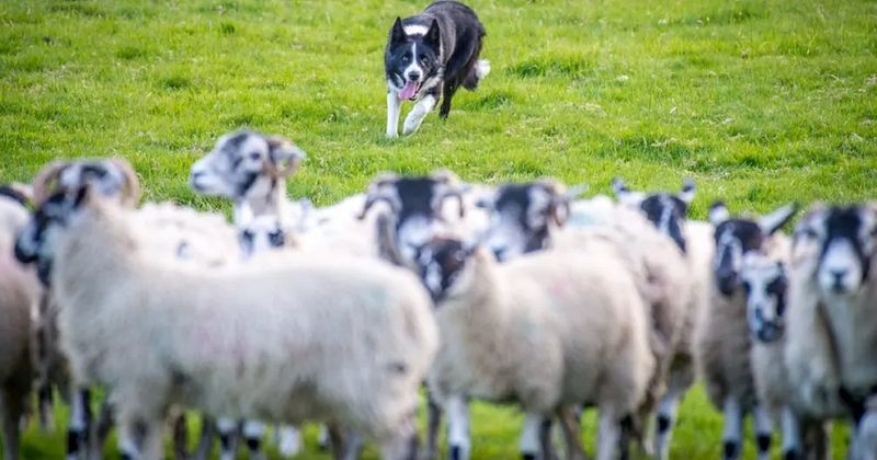 Border Collie