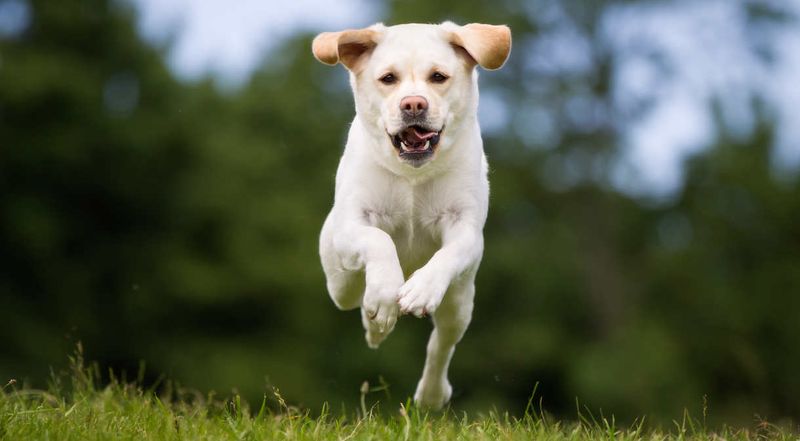 Labrador Retriever