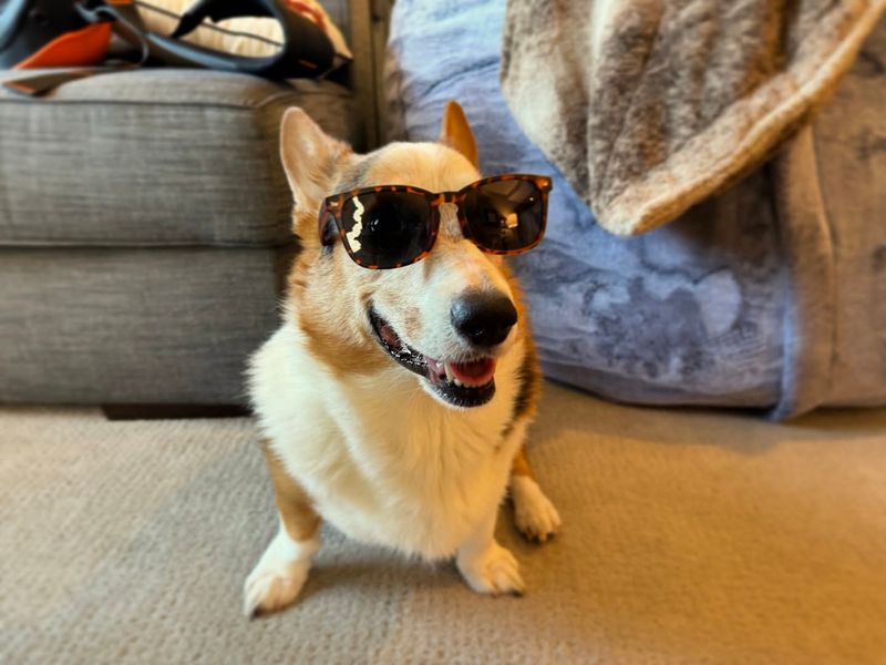Corgi