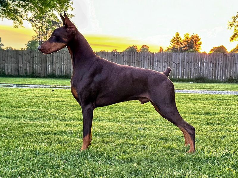 Doberman Pinscher