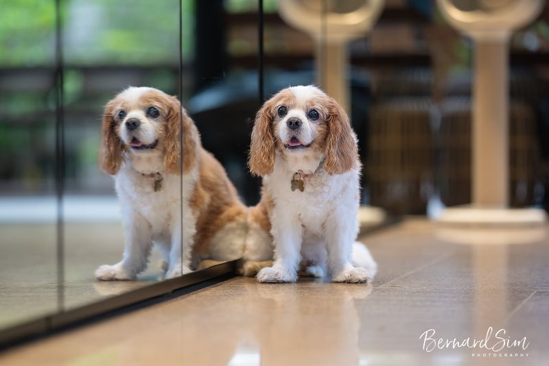 Cavalier King Charles Spaniel