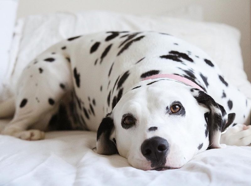 Dalmatian