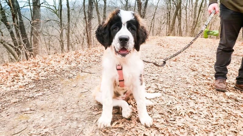 Saint Bernard