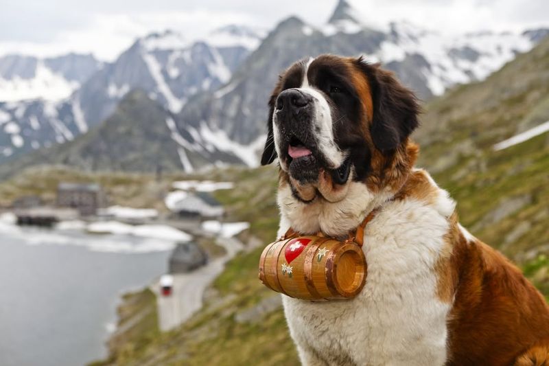 Saint Bernards