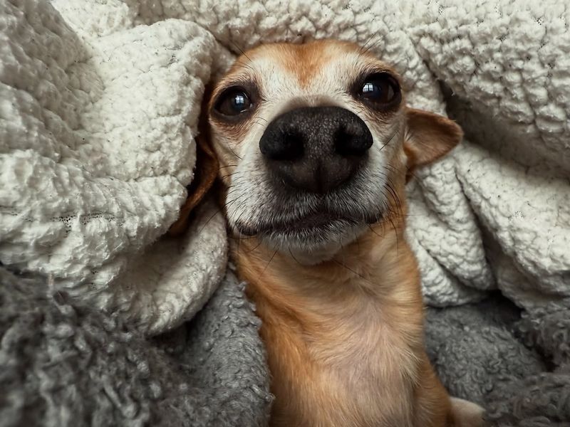 Chiweenie