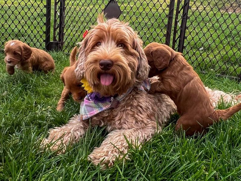 Labradoodle