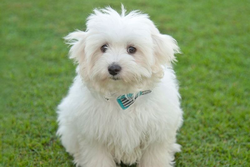 Coton de Tulear