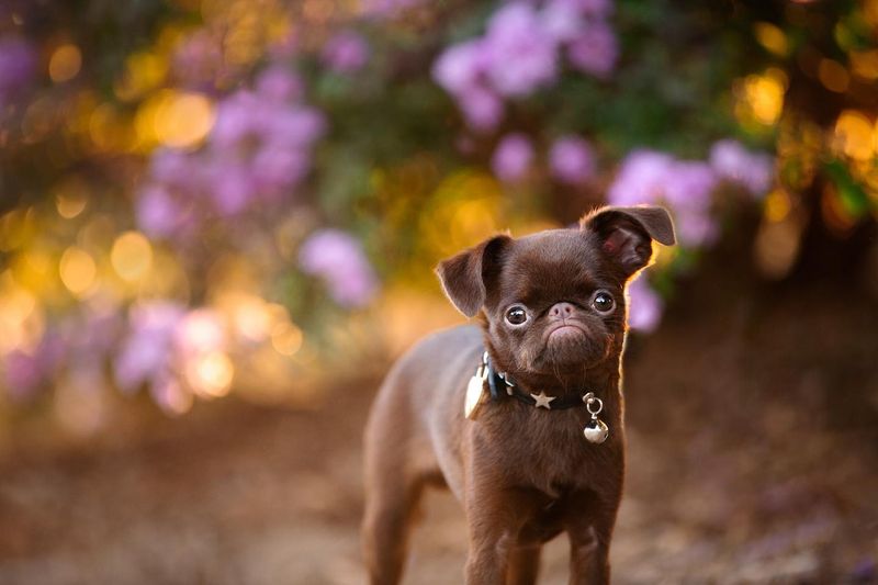 Brussels Griffon