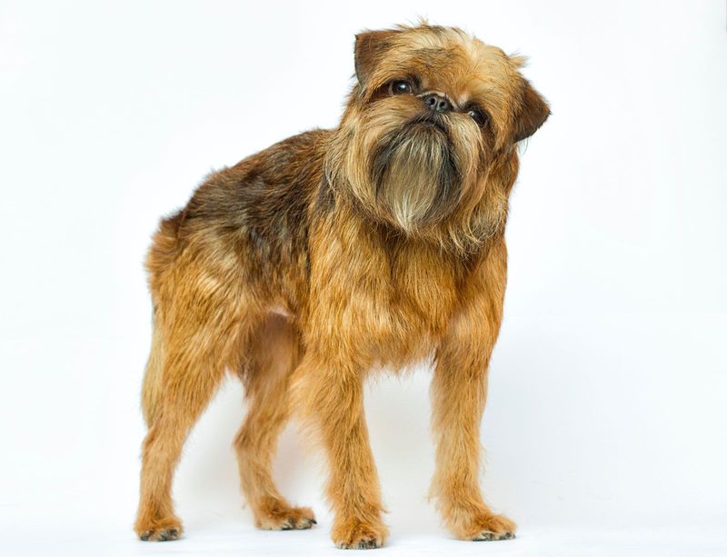Brussels Griffon