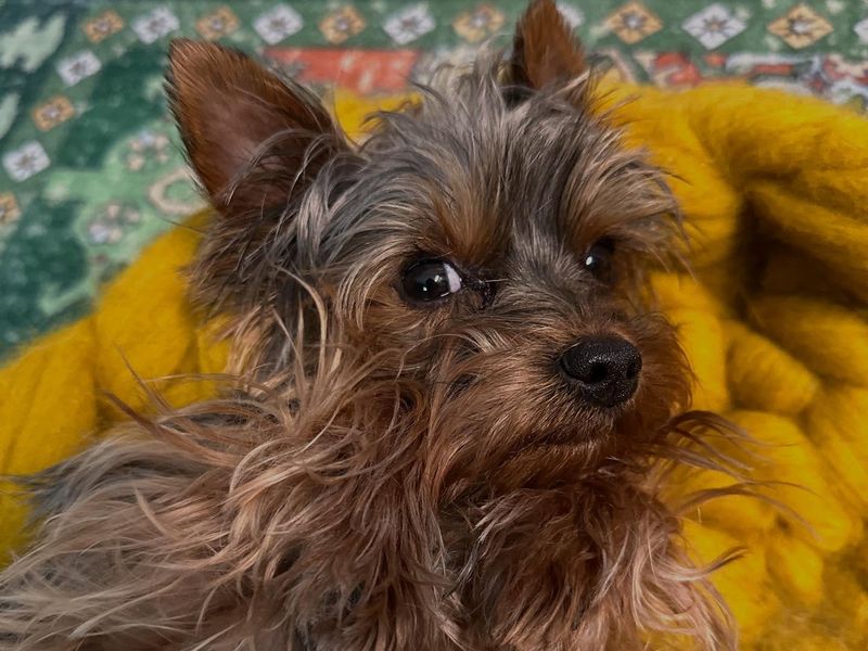 Yorkshire Terrier