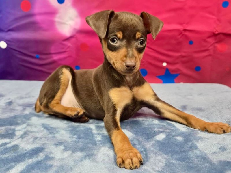 Miniature Pinscher