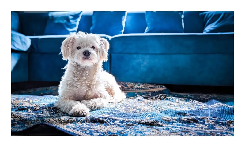 Lhasa Apso