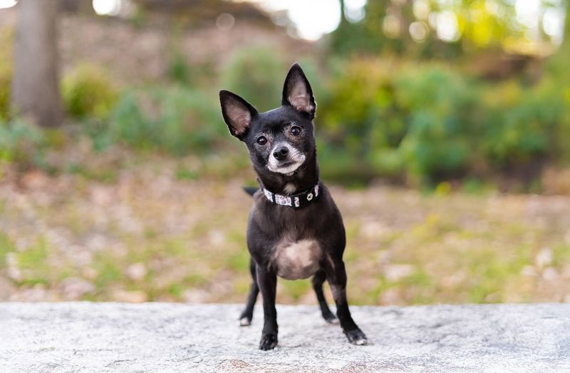 Chihuahua