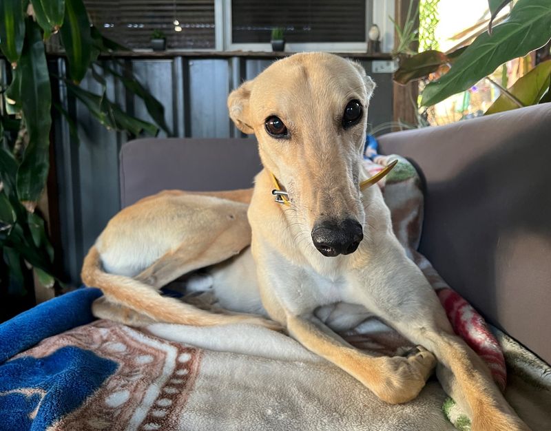 Greyhound