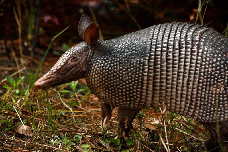 Armadillos