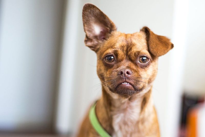 Chill Chihuahua Mix