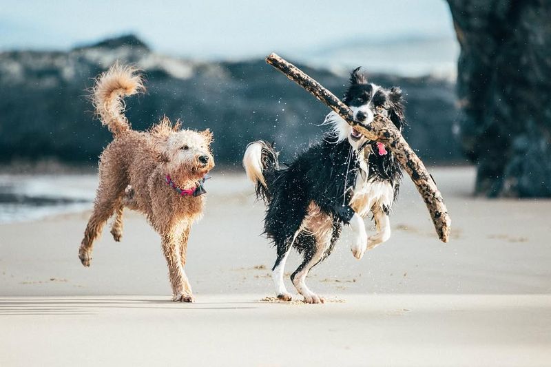 Creative Playmates