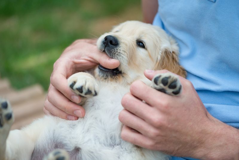 Gentle Nibbles