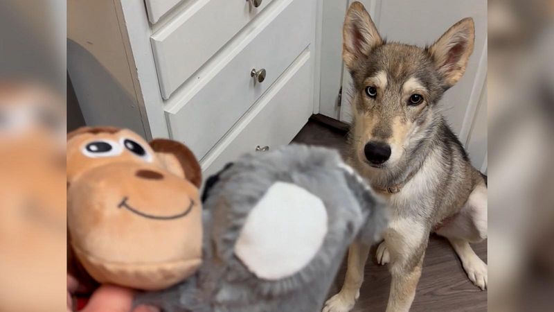 Playful Curiosity