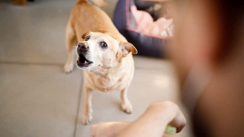 Constant Barking at Visitors