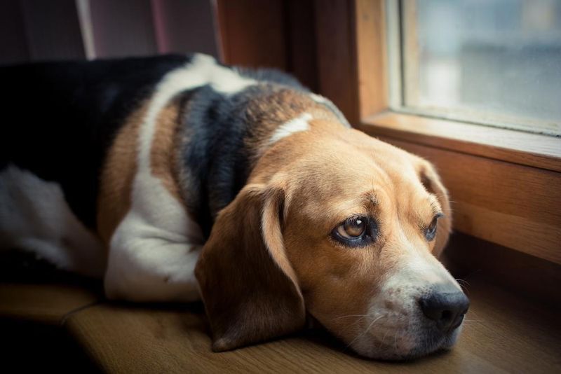Lethargy and Disinterest