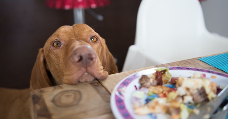 Begging for Food