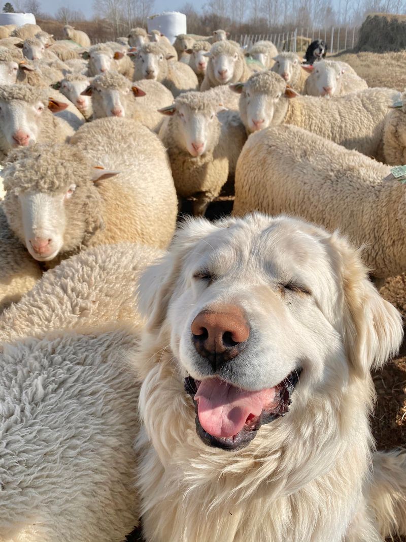 Great Pyrenees