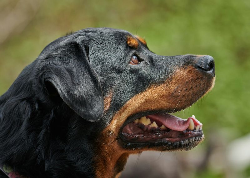 Rottweiler