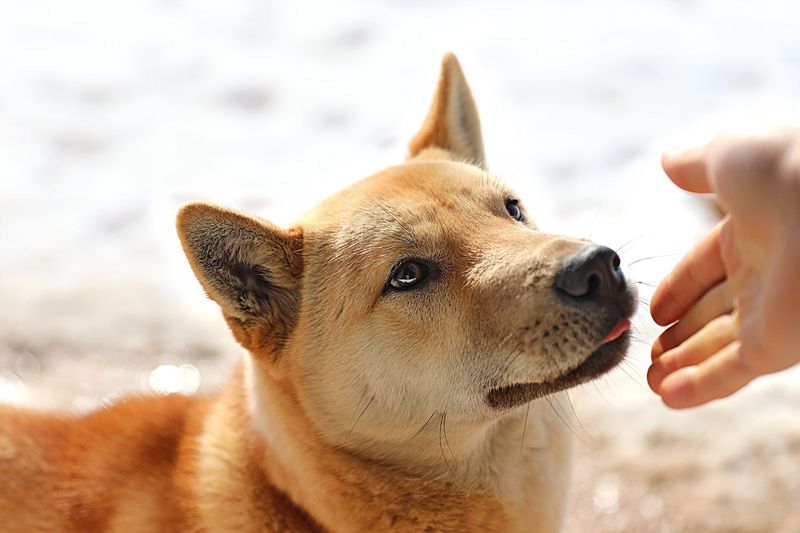 Korean Jindo