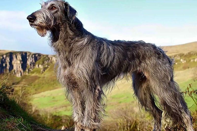 Scottish Deerhound