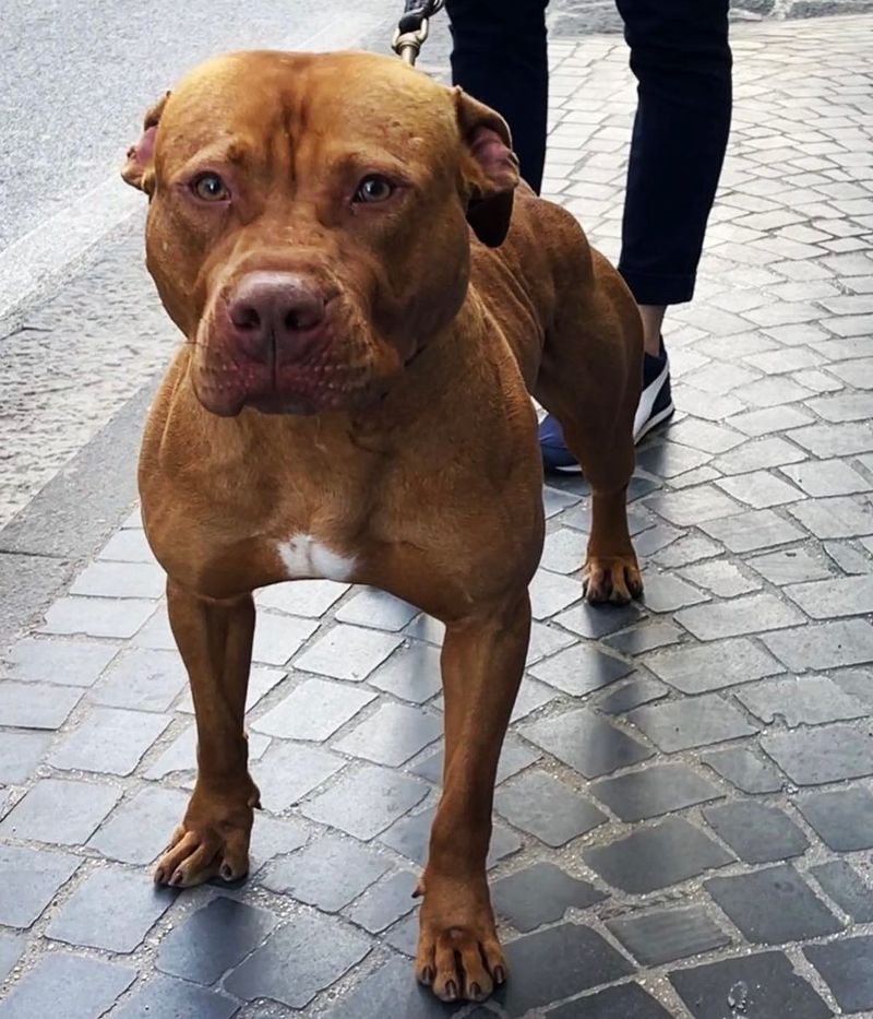 American Pit Bull Terrier