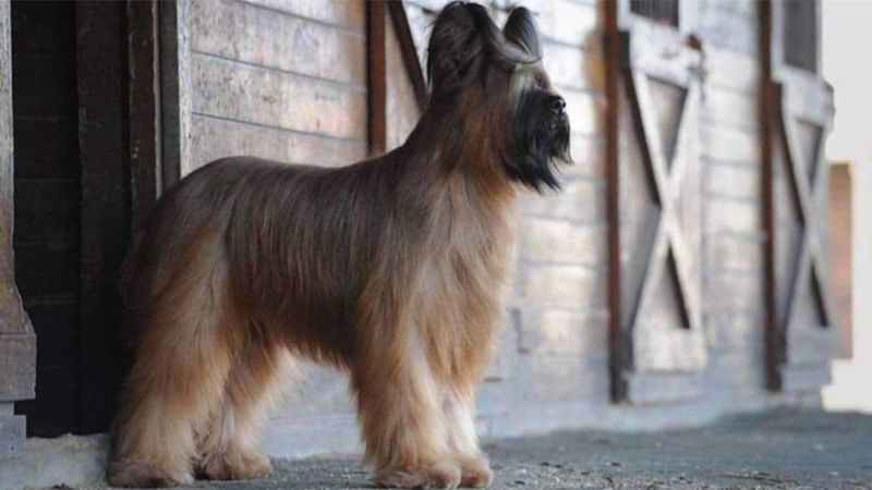 Briard