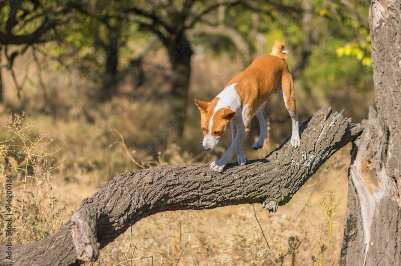 Basenji