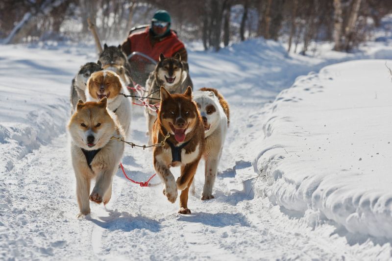 Chukotka Sled Dog
