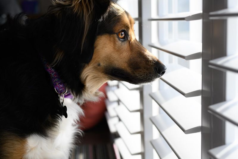 Leaving Dogs Alone for Too Long