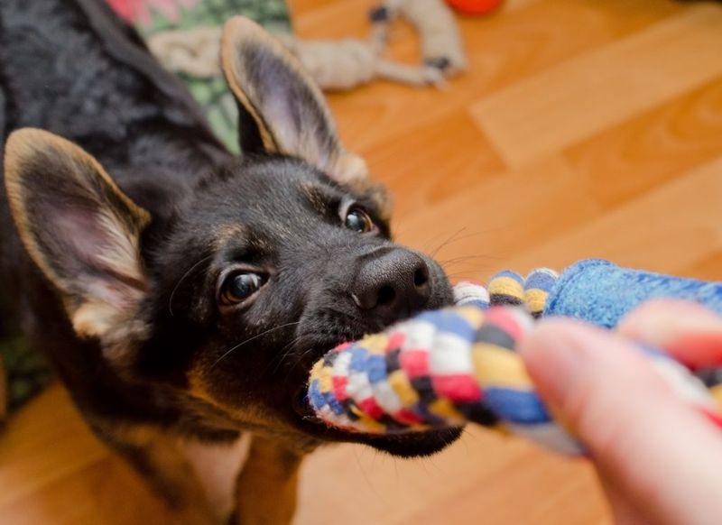 Reluctant to Share Toys