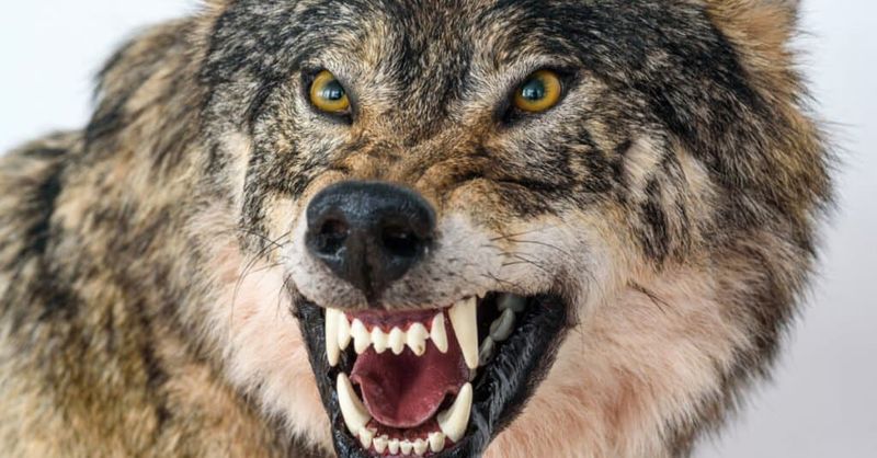 Wolfdog
