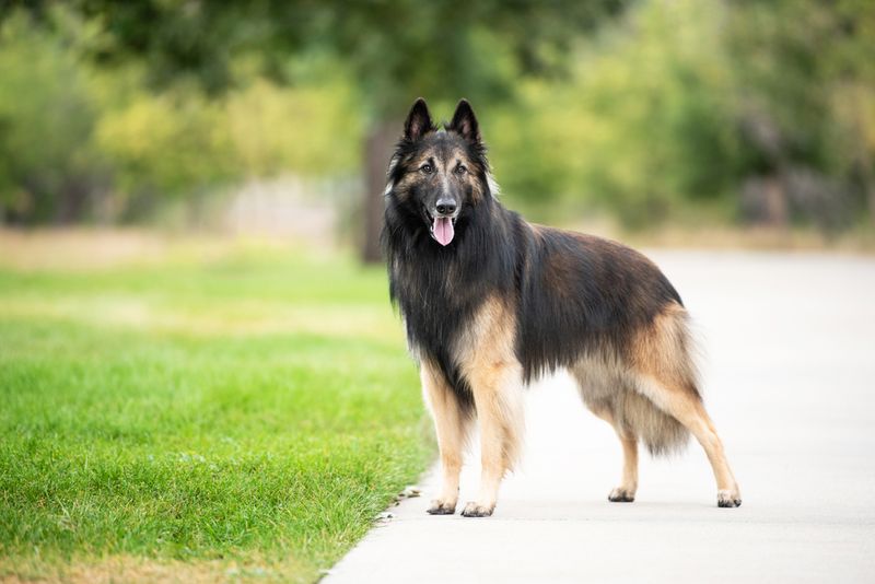 Tervuren