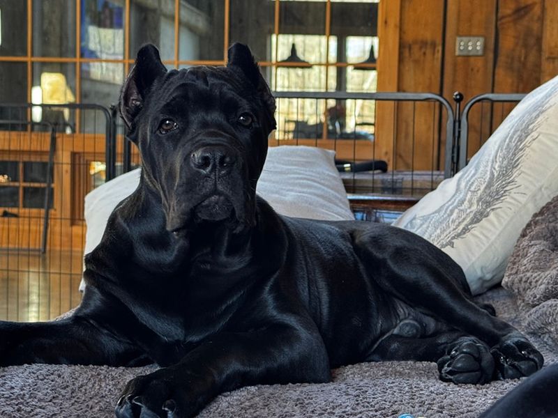 Cane Corso