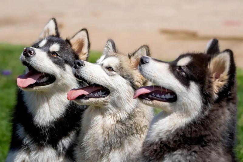 Alaskan Malamute