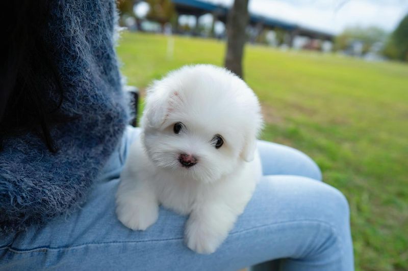 Coton de Tulear