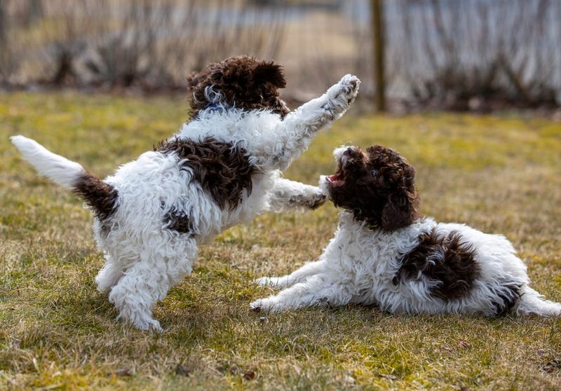 Lagotto Romagnolo