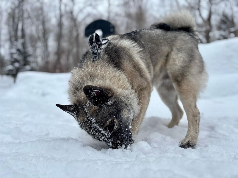 Norwegian Elkhound