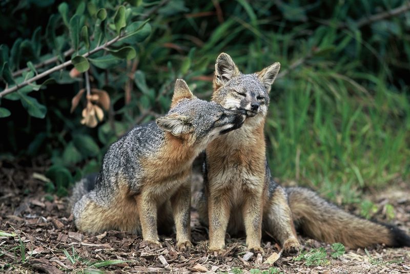 Island Fox