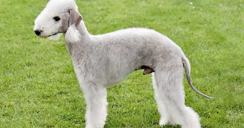 Bedlington Terrier