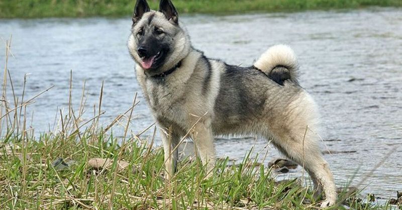 Norwegian Elkhound