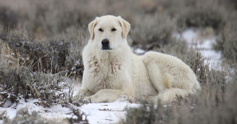 Kuvasz
