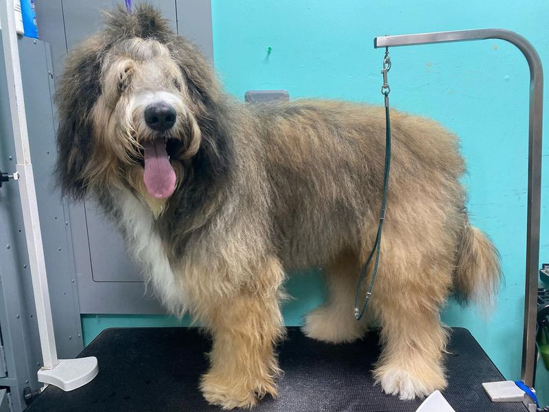 Briard