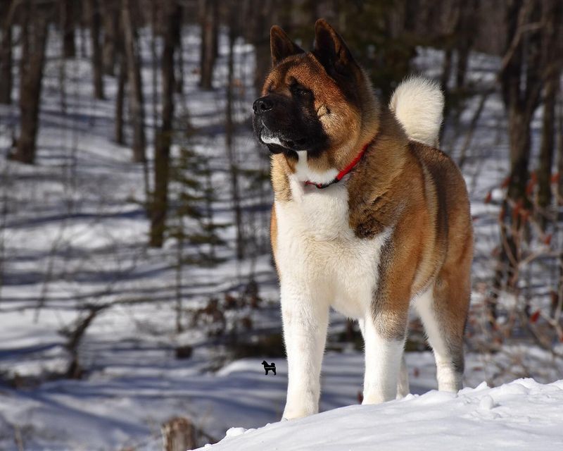 Akita Inu